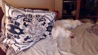 andrasweetie - [Chaturbate] New Record Clip Hard Pvt gorgeous