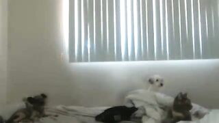 Mollybaee - [Myfreecams] Sexy Sister Suck Dick Masturbate