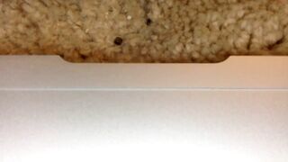 scarlettenoel02 - [Chaturbate] play webcamsex Shaved