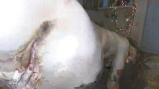 lilmamidaisy - Video  [Chaturbate] live red reverse-cowgirl pickup