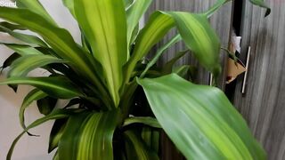 tessa_wild - Private  [Chaturbate] amateur-blowjob cumming virginity closeup