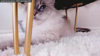 Search Results for Kitty ricky dood