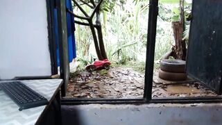 venusandzeus - [Chaturbate] Hidden Show Shaved camsex